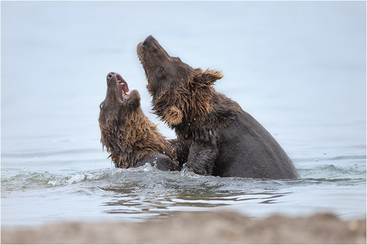 Diese beiden Jungbären spielen schon früh ins Wasser
