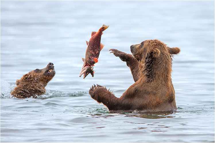 Kamtschatka 2013 - Begegnung mit Bären: Diesen Lachs kannst du haben