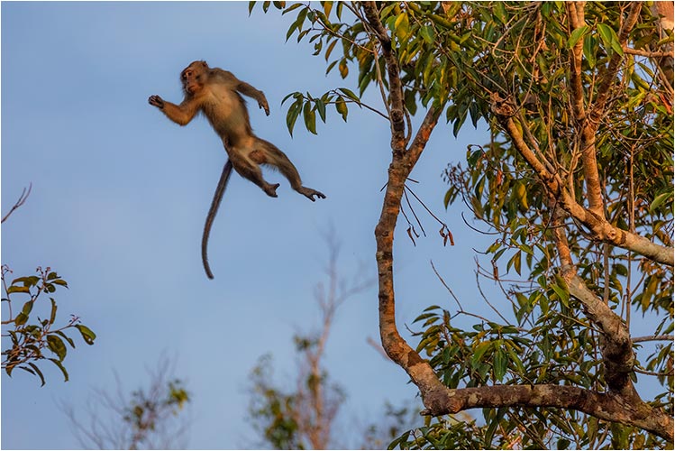 Makake im Flug, Urwald von Borneo