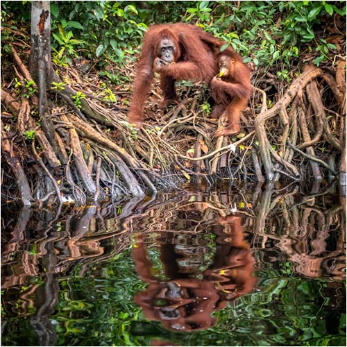 Juli. Orang-Utan Mutter mit Jungen am Fluss, Regenwald Borneo/Indonesien 