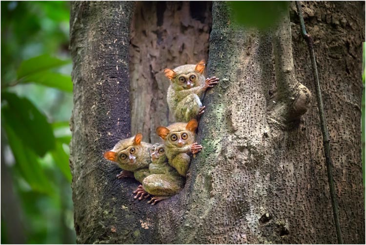 Tarsier, auch Koboldmaki genant, Nordsulawesi