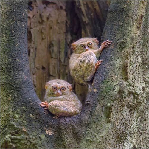 Tarsier, auch Koboldmaki genant, Nordsulawesi