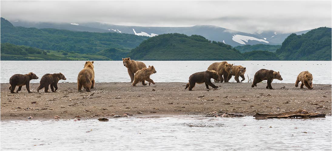 Der Bärenspielstrand. Während über eine Stunden spielten die Jungbären miteinander