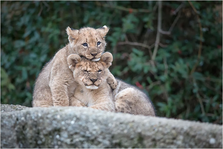 Der Bruder als Kopfstütze ist sehr praktisch
