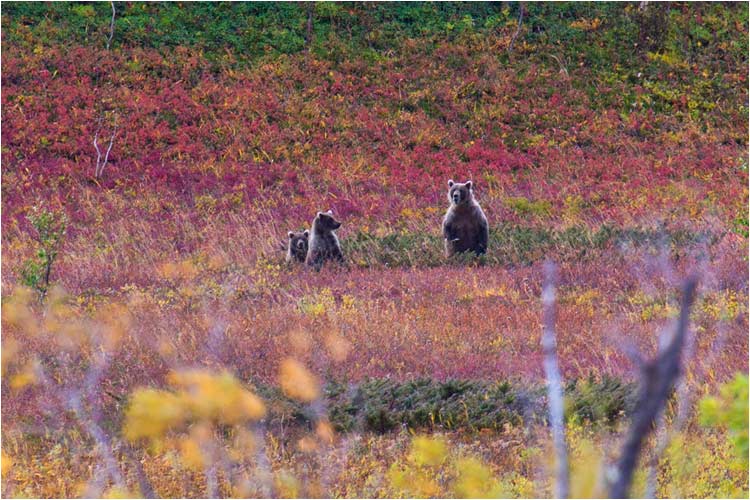 Hat uns die Mutter gesehen, oder uns gerochent?