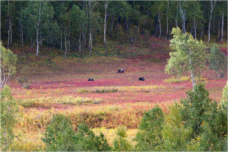 Drei Bären in Sicht: Die Mutter und ihre beide Junge
