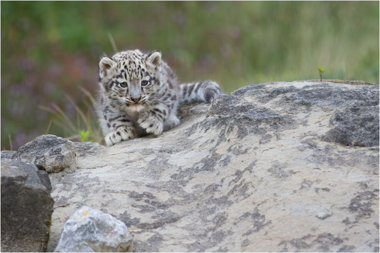 Die Anschleich-Technik hat er schon gelernt