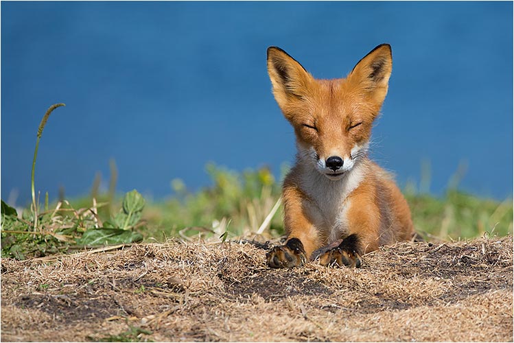 Nov. Unser Freund geniest die Sonne, Fuchs vom Kurilensee