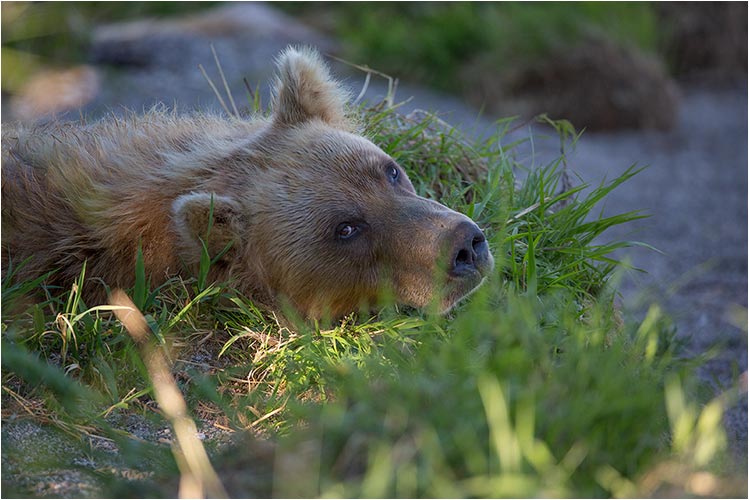 Willst du Siesta mit mir machen?