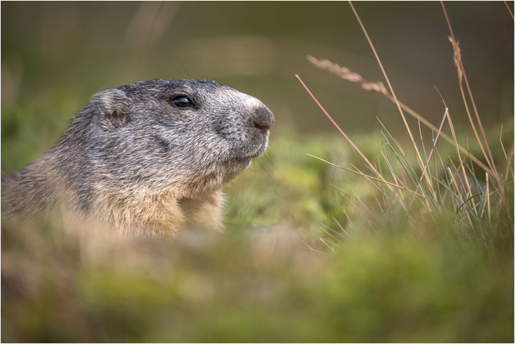 ...und schöne Porträtaufnahmen ablichten.