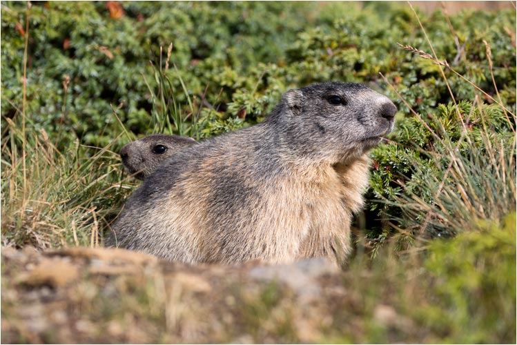 Mutter und Junge waren sehr neugierig: ich konnte mich bis auf 3m anschleichen...