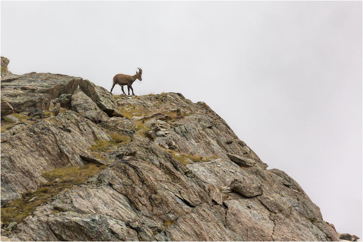 Junger Steinbock auf dem Gornergrat