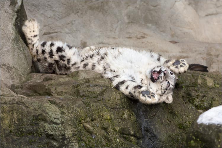 In jeder Situation angriffsbereit