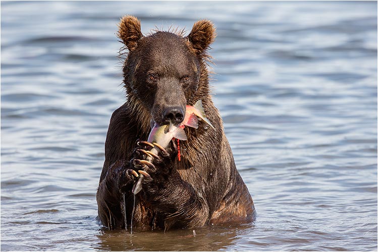 Frischer Lachs ist etwas sehr feines....