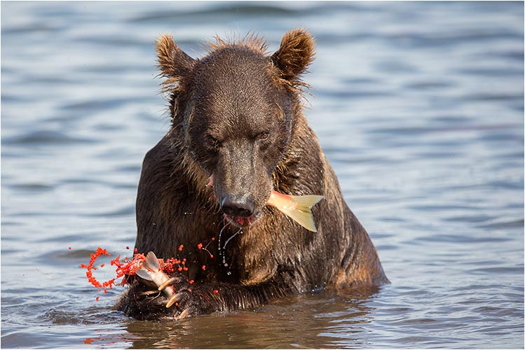 ...aber der 2-jährige Bär scheint nicht zu wissen wie gut Kaviar ist