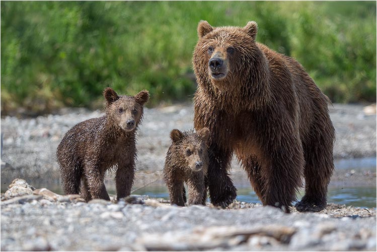 Kommt Jungs, jetzt gehen wir Lachs fischen
