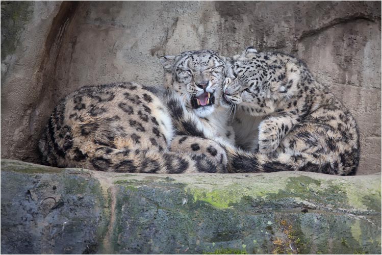 Lass mich in Ruhe Okara!