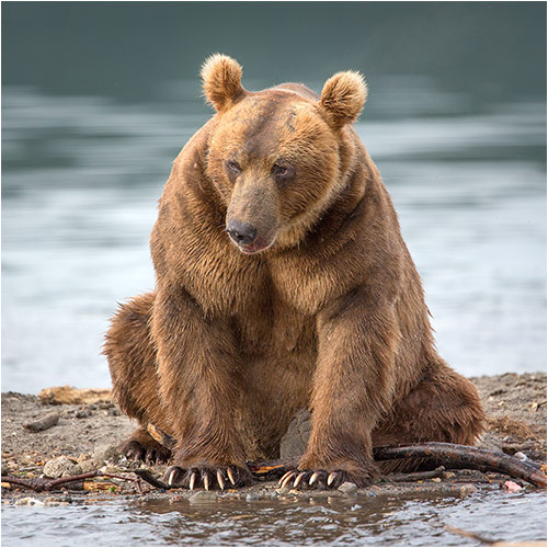 Grosser Braunbär macht eine Verschnaufpause