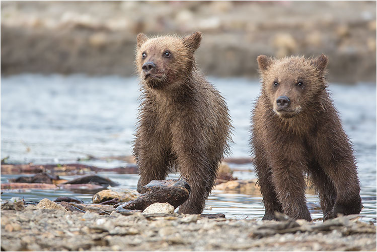 Respekt vom grossen Bär habend diese Jungs schon