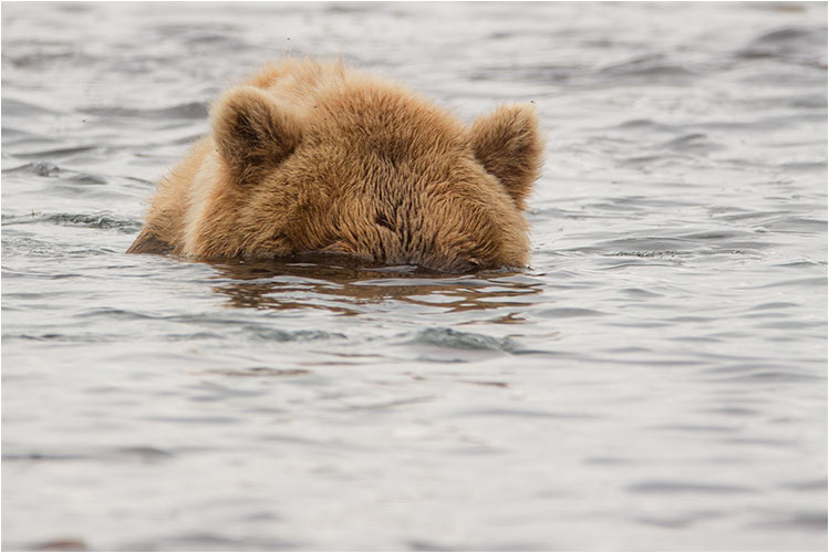 Auf Tauchgang, nach Lachs-Suche