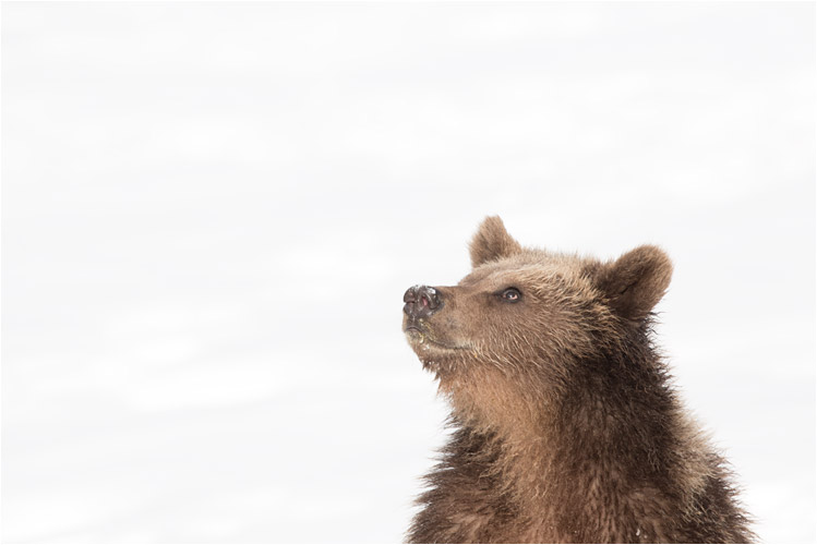 Zoé hofft auf eine kleine Mahlzeit: ein Besucher hat einen Apfel in der Hand.