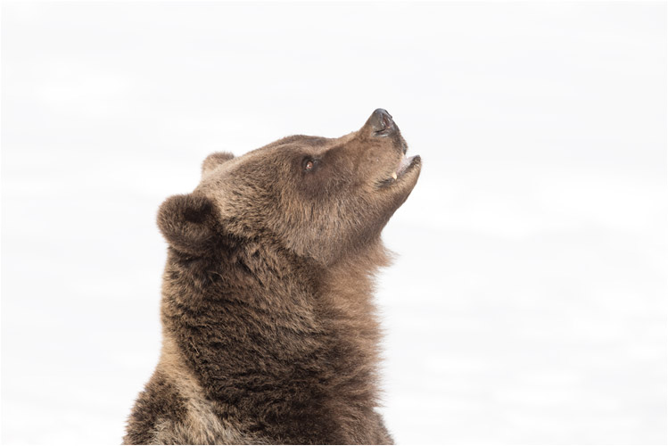 ...die Mutter Ursina spekuliert auch auf diesen Apfel