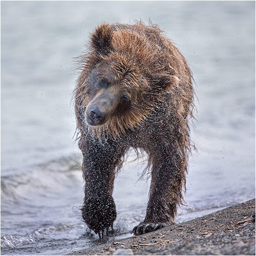 Jetzt richtig durchschütteln