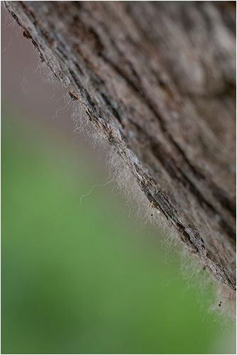 Bärenhaar an Baumrinde

