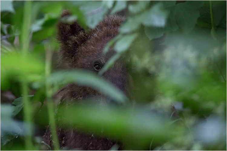 Bei diesem Jungbären war die Neugier grösser als die Angst.