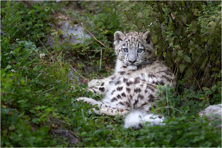 Du bist einfach eine schöne Katze, Mohan