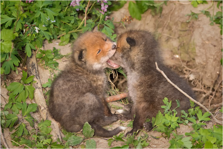 Mai Junge Füchse am spielen