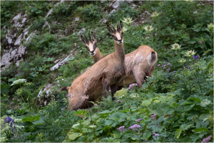 August. Gämse Begegnung am Zwischen-Mythen