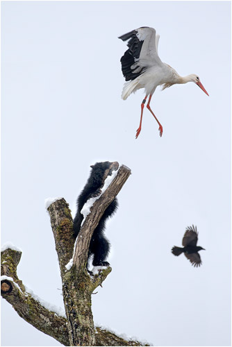 Jetzt bin ich genug gross um dich zu vertreiben!