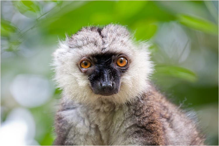  Männlicher Weisskopfmaki