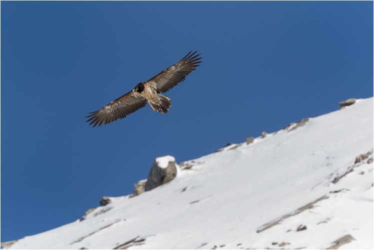 Junger Bartgeier nutzt die Thermik für den Aufstieg