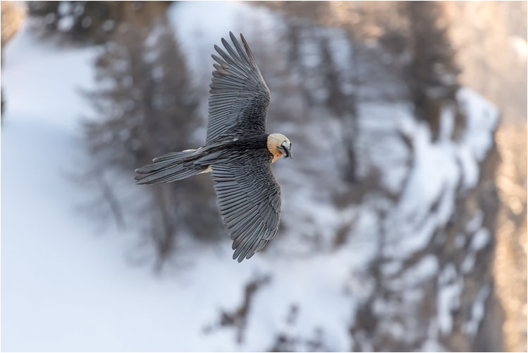 Senior-Bartgeier auf Erkundungsflug