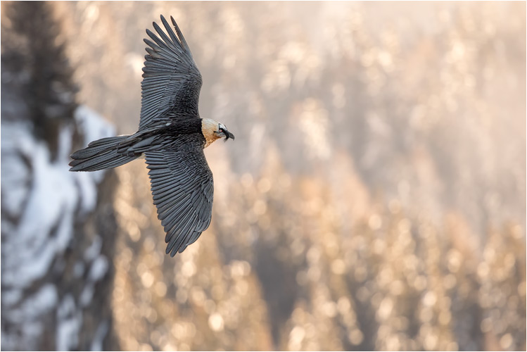 März. Bartgeier auf Erkundungstour, in den Walliser Alpen