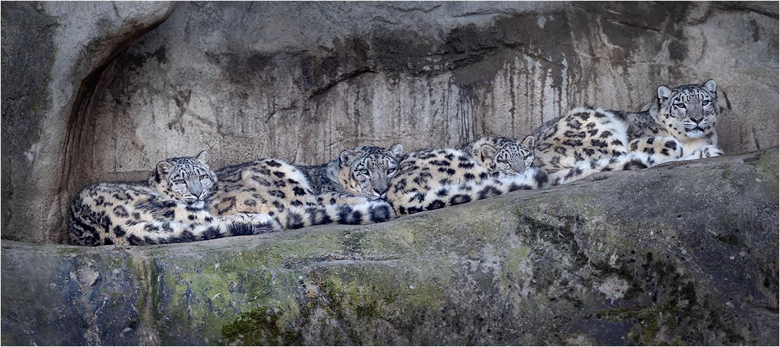 Familien Foto: Okara, Villy, Orya und Dshamilja