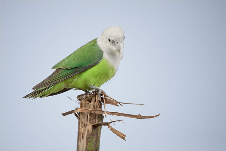 Männlicher Grauköpfchen-Papagei