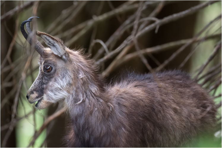 Gämse am Zwüschet Mythen. Es war gar nicht scheu