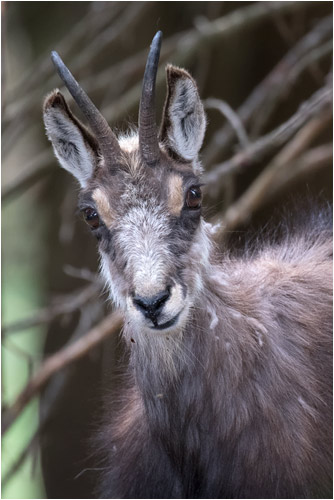 Zwüschet Mythen, Neugierige Gämse
