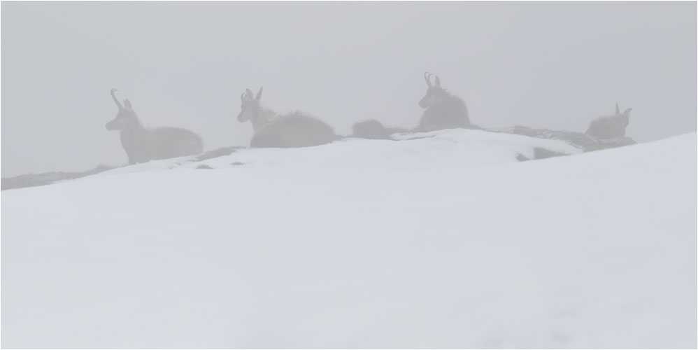 Ruhende Gämsen im Nebelschutz.