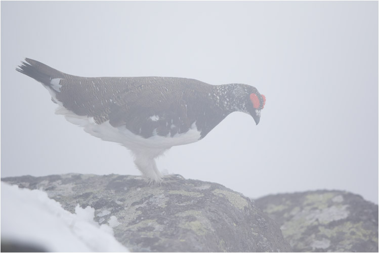 Der Nebel war auch für uns eine gute Tarnung. Das Schneehum-Männchen hat uns gar nicht war genommen