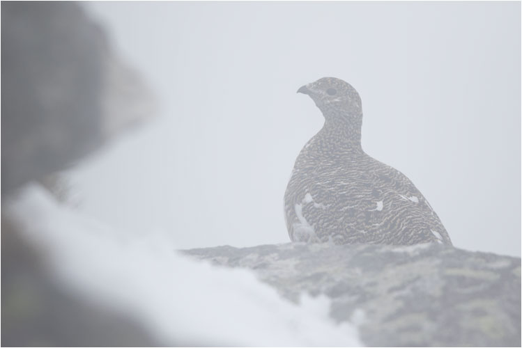 Dichten Nebel bringt guten Sichtschutz. Dank das Teleobjektiv wurde diese Schneehun - Dame erkenbar