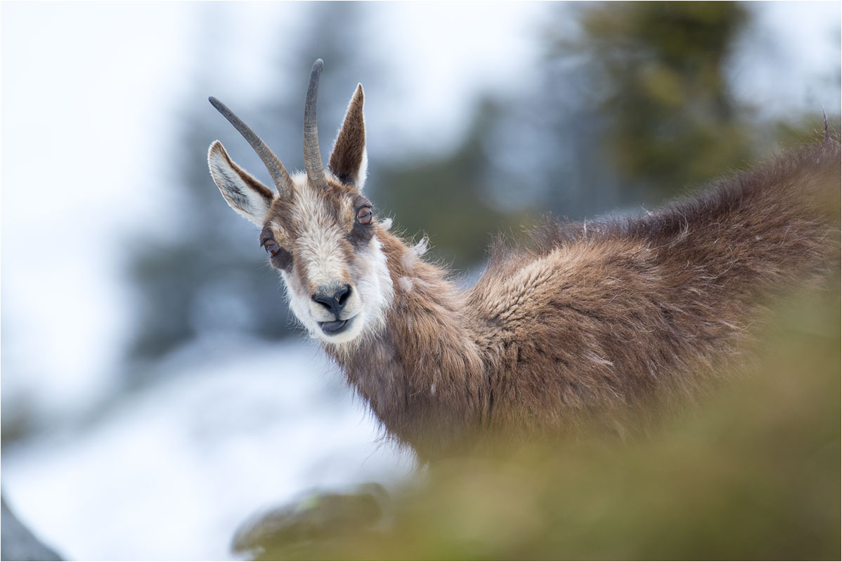 Juni Gämse Geiss auf der Gemmenalp, Berner Oberland