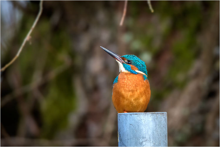 Kontrast: Schönheit Natur und langweiliger Metallpfosten