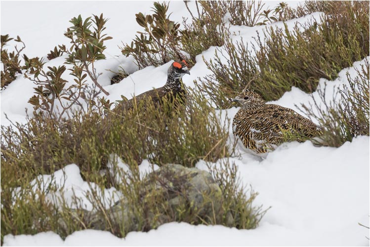 Liebes Paar. Links der Herr, rechts die Dame