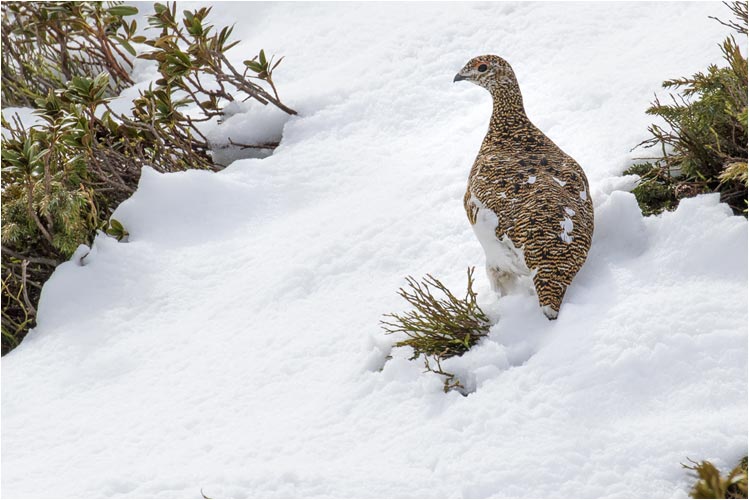 Die Schneehun - Dame geht zu ihren Mann