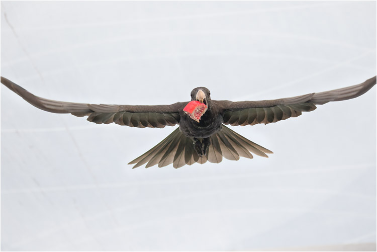Schnell das Mittagessen in Sicherheit bringen! Vasapapagei
