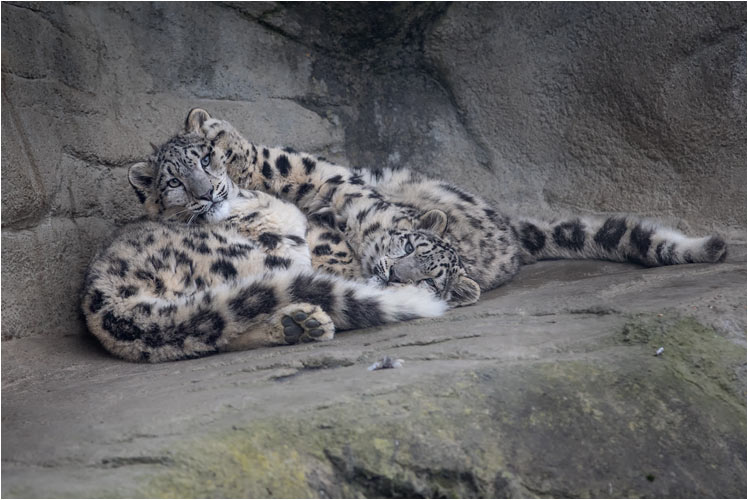 Knudelpartner beim leichter Streit